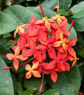 Flame of the Woods Geranium Seeds - 25+ Pack - Pelargonium - Ideal for Garden - USA Grown - Free Shipping
