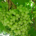 Thompson Live Grape Vine 10 Cuttings - Vitis vinifera - Ideal for Home Garden, Vineyard, or Landscaping