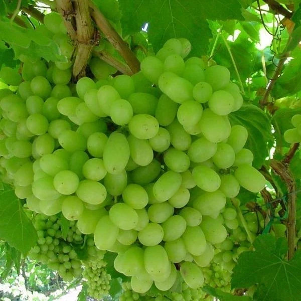 Thompson Live Grape Vine 10 Cuttings - Vitis vinifera - Ideal for Home Garden, Vineyard, or Landscaping
