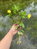 Creeping Primrose Pond Plant - 3 Rooted Fast Growing Floating Plant - Ludwigia repens