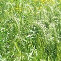 Virginia Eastern Wild Rye Grass Seeds - 500+ Count - Native Prairie Bunchgrass, Ideal for Spring & Fall Planting