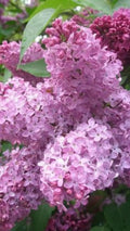 Heather Lilac Seeds - 25 Perennial Flower Seeds - Fragrant Lilac Blooms - Calluna vulgaris