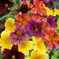 500+ EZ Annual Flower Seed Mix | Bulk Paisley Flowers | Salpiglosis grandiflora