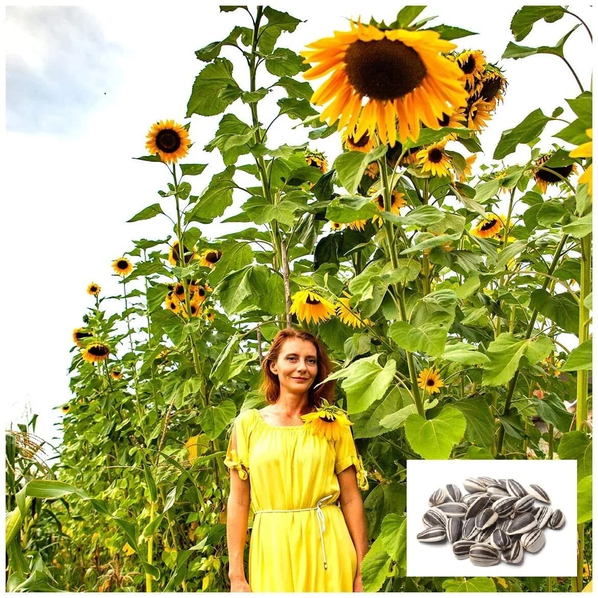 Skyscraper Sunflower Seeds | 20 Seeds | Rare Exotic Garden Seeds | Helianthus annuus