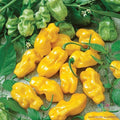 Golden Habanero Hot Pepper Seeds - 25+ Count - Capsicum chinense - Ideal for Home Garden Planting - USA