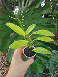 Hoya Pubicalyx Splash Tropical Houseplant - 2.5" Pot - Large Leaf Wax Plant