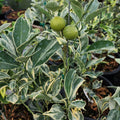 Variegated Cara Cara Navel Orange Cuttings - 3 Fresh Citrus Cuttings, No Roots - Citrus x sinensis