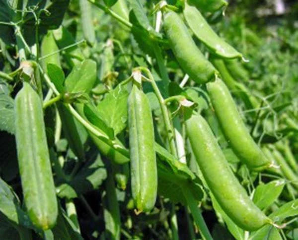 Pea Seeds, Heirloom Thomas Laxton, Non-GMO, 20+ Seeds, Perfect Peas, Pisum sativum