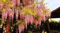 Rare Pink Wisteria Bonsai Tree Seeds, 5 Seeds - Japanese Wisteria (Wisteria floribunda) for Home Gardening