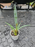 Agave Decipiens - False Sisal Succulent - 2" Pot - Florida Agave - Drought-Tolerant Indoor Plant