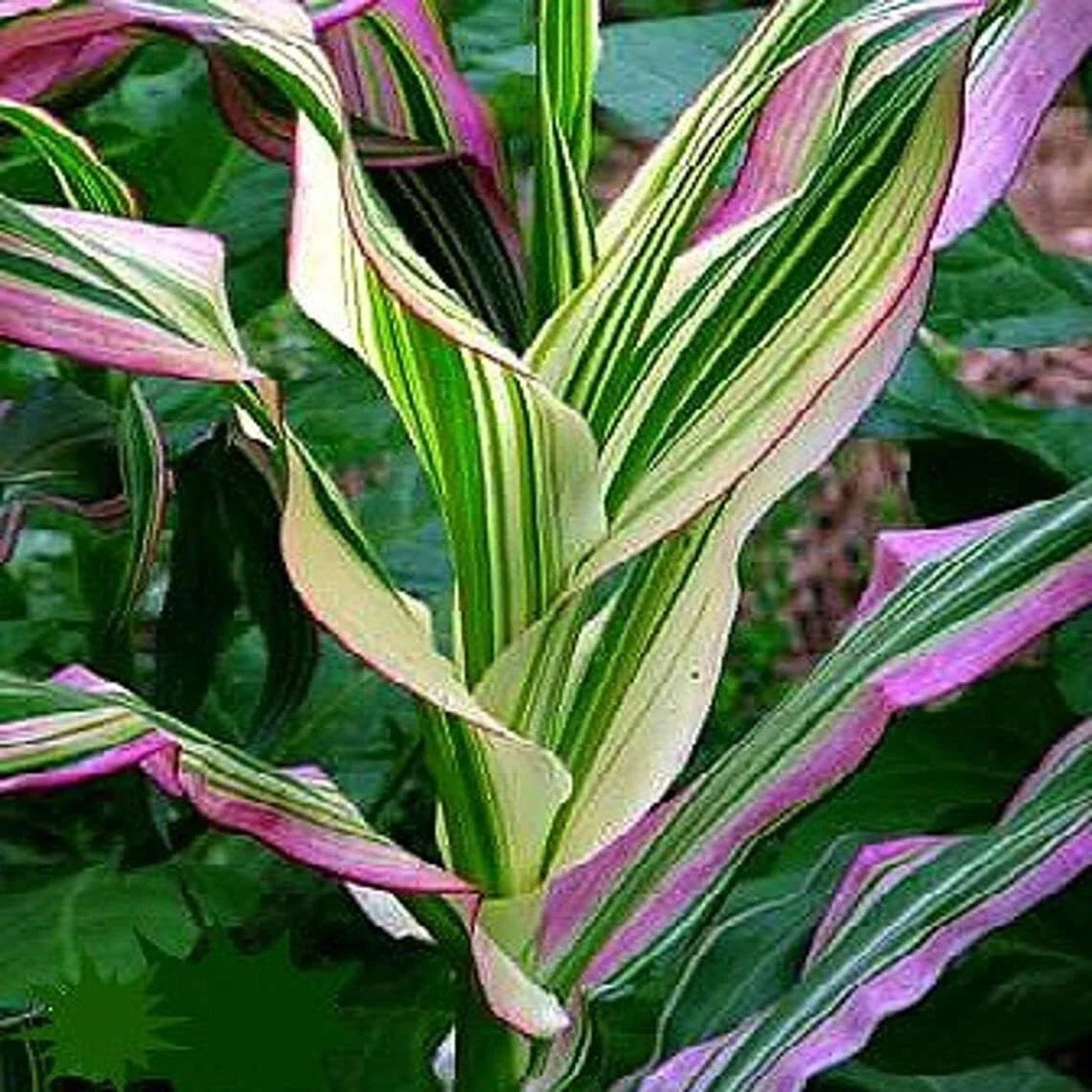 Candy Striped Corn Seeds - Pack of 20 - Non-GMO Sweet Corn (Zea mays) for Planting