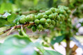 Dwarf Arabica Coffee Plant Seeds - 10 Pack | Coffea catura Indoor Coffee Bean Tree