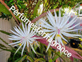 Epiphyllum Orchid Cactus Cuttings, 4 Fresh Cuttings, Hookeri Strictum, 7-8" Length, Ideal for Plant Enthusiasts