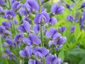 Live Baptisia Australis Blue Indigo Plant - Perennial Flowering Plant Bare Root