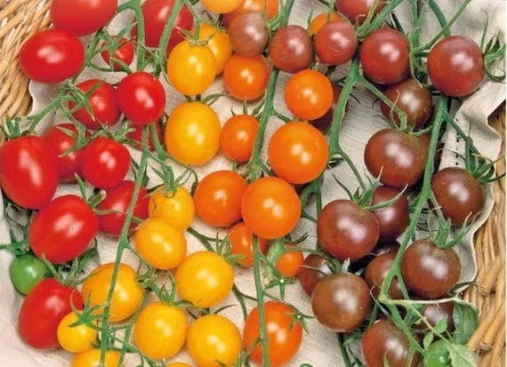 Multi Color Cherry Tomato Seeds - Rainbow Medley - 50 Pack - Easy Vegetable Garden Fruit
