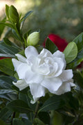 Gardenia Plant - Double White Flowers - Intensely Fragrant - Gardenia Jasminoides