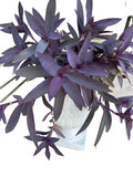 15 Purple Heart Cuttings - Wandering Tradescantia Pallida Purpurea - Live Plant Cuttings for Home Decor and Gardening