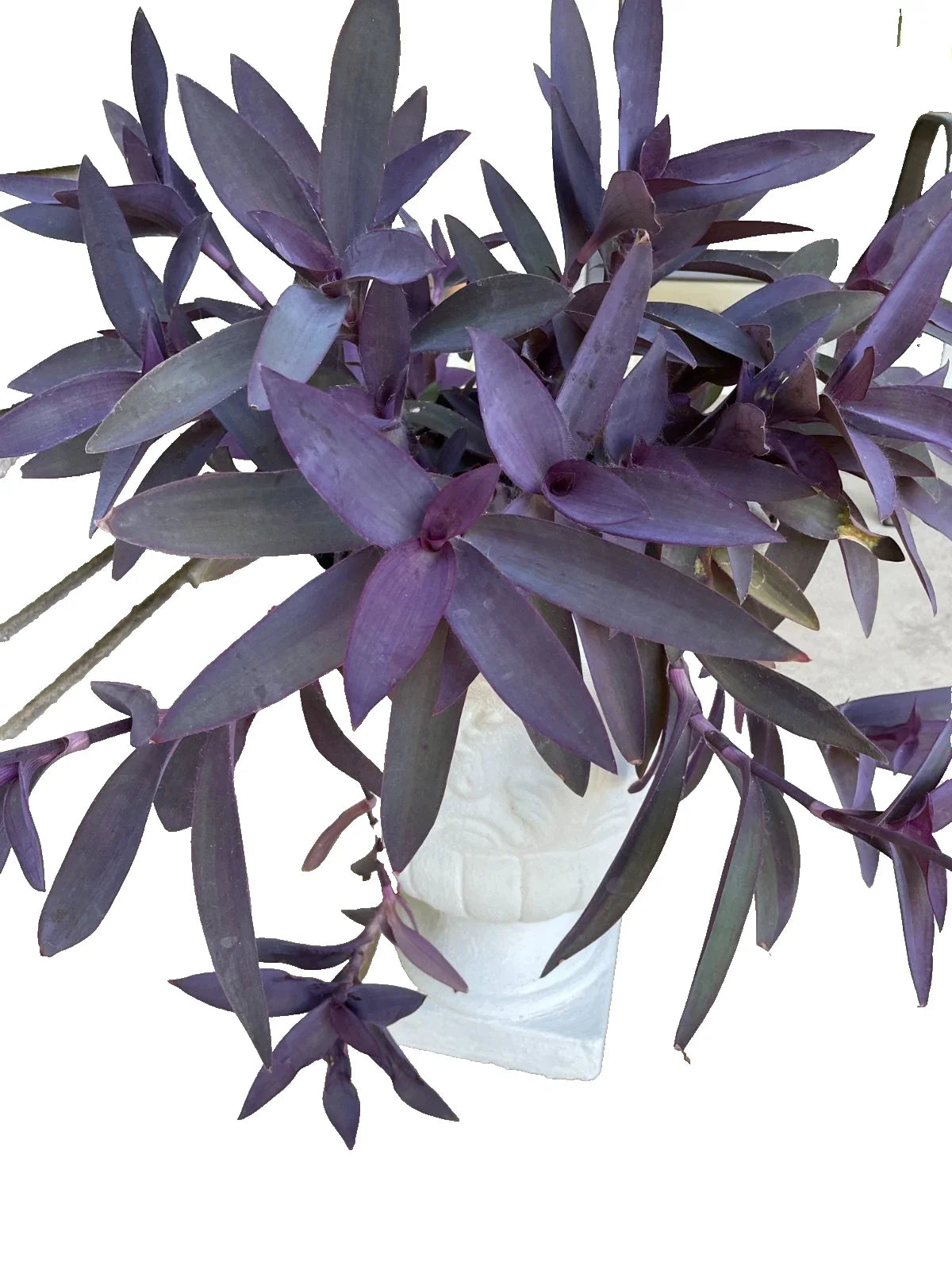 15 Purple Heart Cuttings - Wandering Tradescantia Pallida Purpurea - Live Plant Cuttings for Home Decor and Gardening
