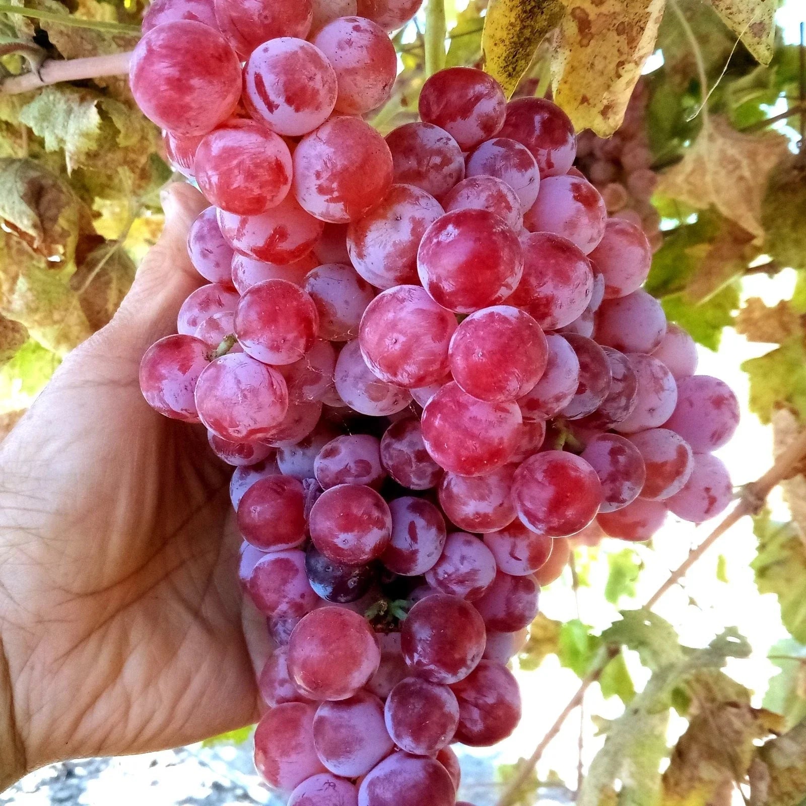 Globe Seedless Grape Vine Cuttings - Large Sweet Juicy Variety (Vitis vinifera)