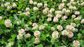 White Dutch Clover Seeds - Ground Cover Lawn Alternative - Trifolium repens - Eco-Friendly Planting Solution
