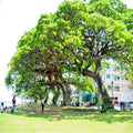 Formosan Koa Tree 10 Seeds - Fast Growing Exotic Plant - Acacia confusa