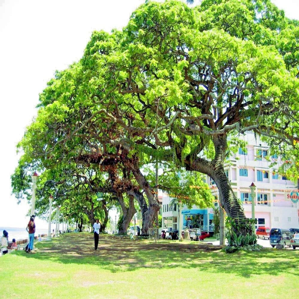 Formosan Koa Tree 10 Seeds - Fast Growing Exotic Plant - Acacia confusa