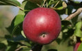 McIntosh Apple Seeds - 25 Count - Ideal for Garden Planting - Malus domestica - USA