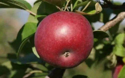 McIntosh Apple Seeds - 25 Count - Ideal for Garden Planting - Malus domestica - USA