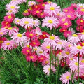 Painted Daisy Seeds - Robinson's Giant Mix - Non-GMO Perennial with Huge Cut Flowers - 100 Seeds
