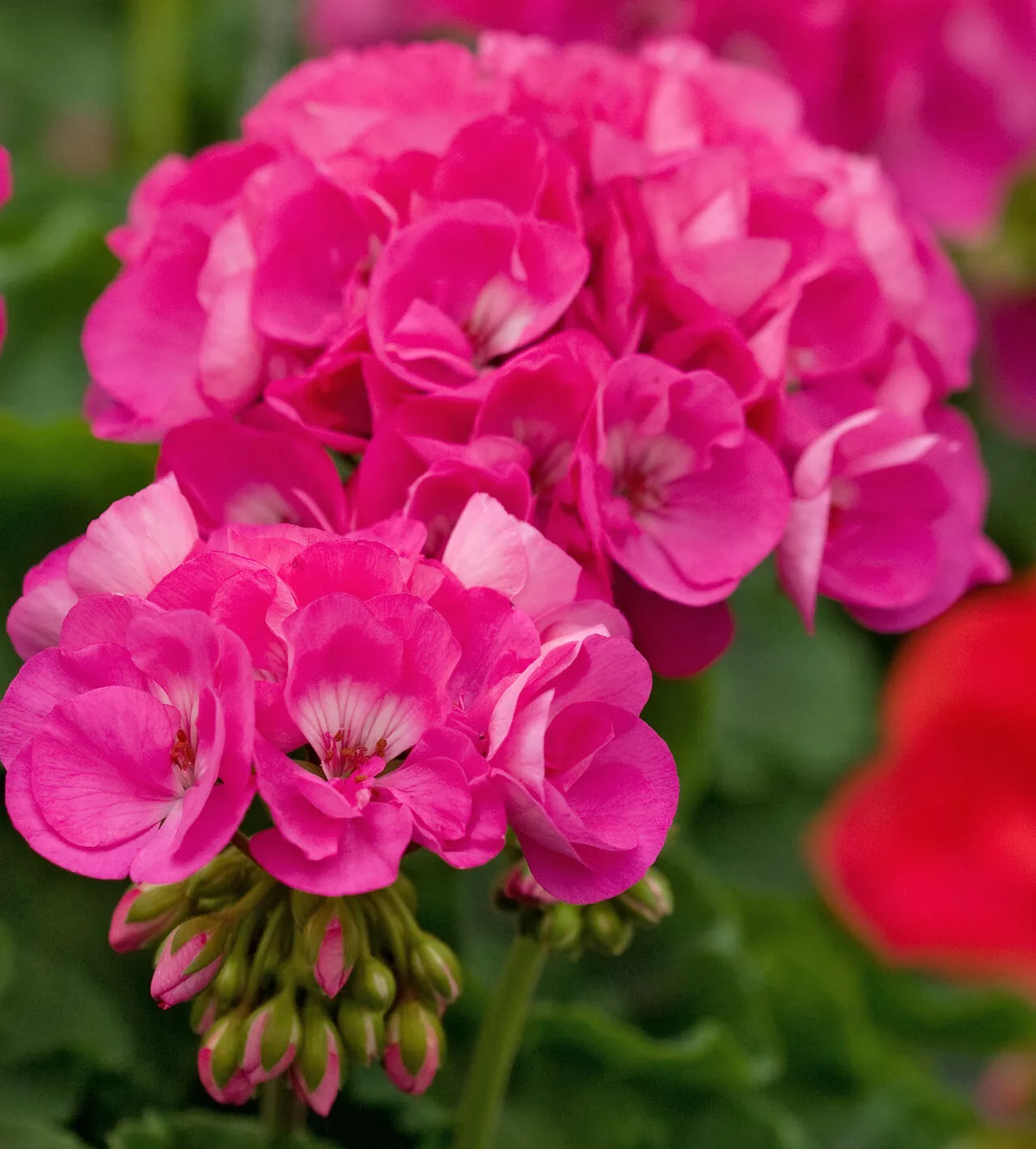 Geranium Cuttings 5" Bloom Double Bright Pink Pelargonium Four Fresh Rooting Cuttings