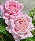Light Pink Rose Cuttings - 3 Fresh Unrooted Cuttings 5-8" Long - Ideal for Planting or Propagation - Rosa spp.