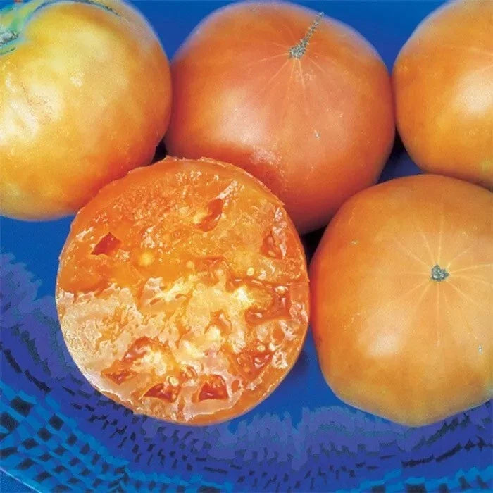 Kellogg's Breakfast Tomato Seeds - 30+ Heirloom Organic Non-GMO - Rare Garden Seeds (Solanum lycopersicum)