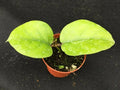 Hoya Cardiophylla Rooted Plant 2.5" Pot Green Foliage Houseplant