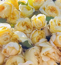 Moonlight Romantica Rose Plant Cuttings - 3 Fresh Unrooted 6” Long Cuttings - Rosa spp.