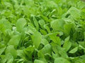 Organic Heirloom Arugula Seeds - Premium Roquette Variety - Fresh Non-GMO Garden Seeds for Planting