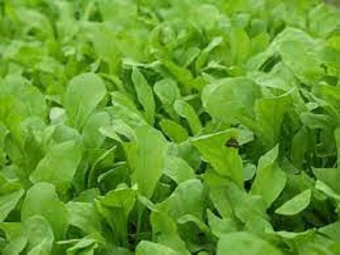 Organic Heirloom Arugula Seeds - Premium Roquette Variety - Fresh Non-GMO Garden Seeds for Planting