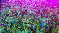 250 Alfalfa Microgreen Seeds for Healthy Growth - Medicago sativa - Non-GMO, Organic Microgreens