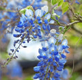 Wisteria Cuttings 6-8" Blue Moon Unrooted Fresh Vine Tree Cuttings