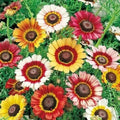 Painted Daisy Seeds | Heirloom Non-GMO Flower Seeds | Colorful Blooms | Tanacetum corymbosum