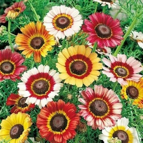 Painted Daisy Seeds | Heirloom Non-GMO Flower Seeds | Colorful Blooms | Tanacetum corymbosum