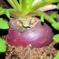 Rutabaga Seeds | NON-GMO | Heirloom Laurentian Variety | Brassica napus