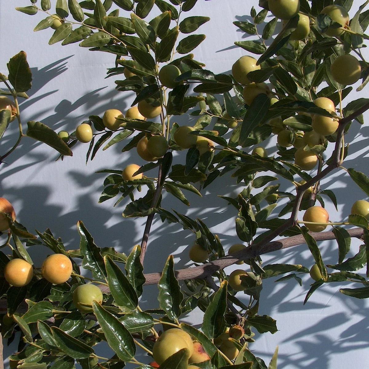 Honey Jar Jujube Tree Scion Wood 8" Thin Cutting Bud, Ziziphus jujuba, Grafted No-Root for Planting