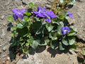 50 Wild Purple Violet Bulbs - Viola sororia - Native Flower Rhizomes for Garden Planting, Spring-Summer Bloom