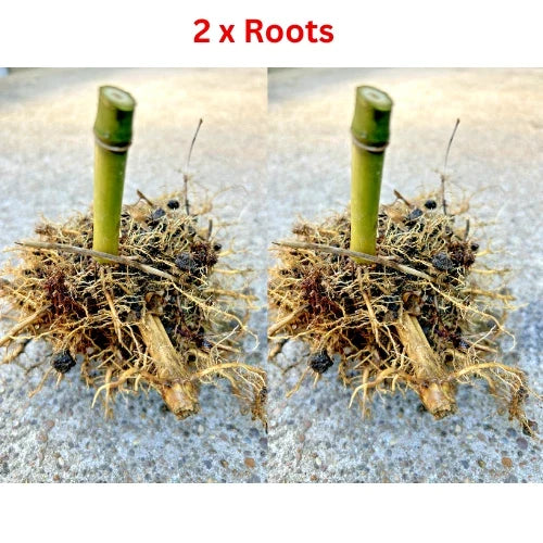 Live MOSO Bamboo Roots - 2 Pack - Approx 5 in Tall - Phyllostachys edulis