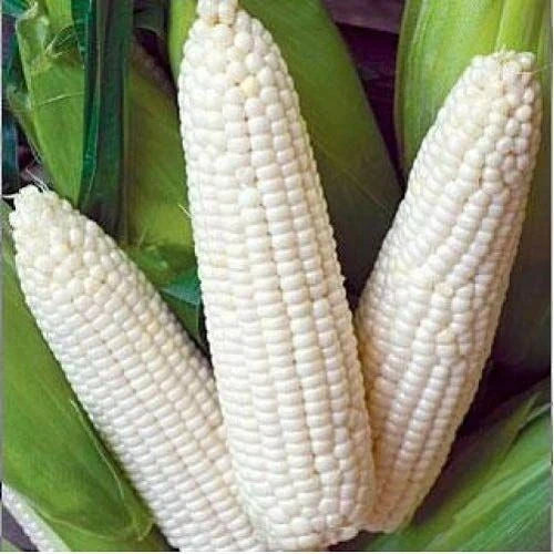 Heirloom White Corn Seeds 25 Ct Non-GMO Trucker's Favorite Vegetable Garden Zea mays