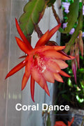 Epiphyllum Orchid Cactus Cuttings, 3 Rooted Coral Dancer with New Growth, Epiphyllum spp.