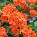 Mandarin Azalea Starter Plant - Rhododendron Hybrid - May Be Dormant