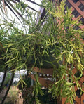 Fresh Cuttings Rhipsalis Edwaldiana Mistletoe Cactus - Indoor Plant Cuttings for Easy Growth