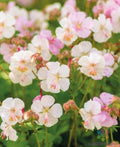 St. Ola Geranium Seeds - 25+ Pack for Garden Planting - Pelargonium x hortorum - USA