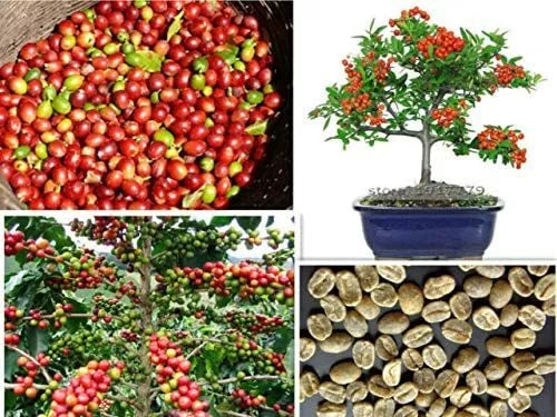 Arabica Coffee Bonsai Tree Seeds - 5 Pack for Exotic Indoor Gardening - Coffea arabica